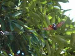 DSCF0079 (2)