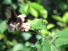 DSCF0036