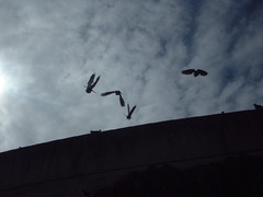 DSCF0054
