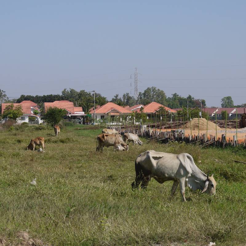 Cows (Khon Kaen)