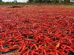 Red pepper drying