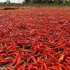 Red pepper drying