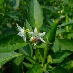 Insect pollination