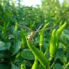 Dragonfly on pepper