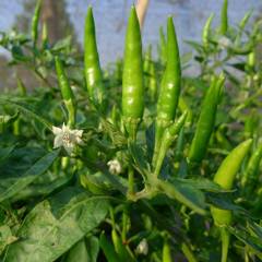 Green pepper