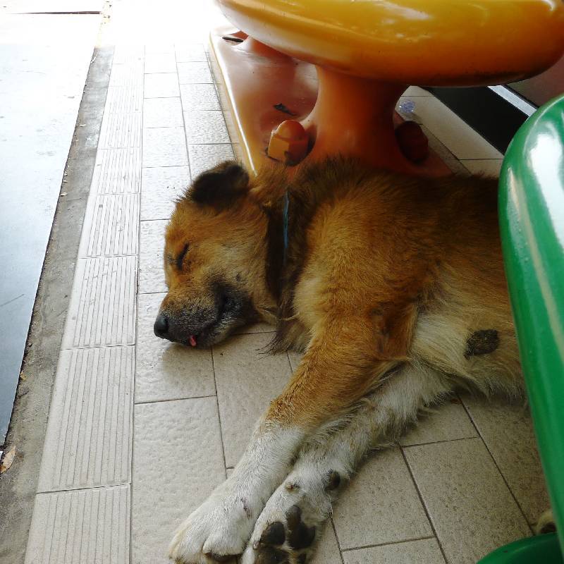 Sleeping dog