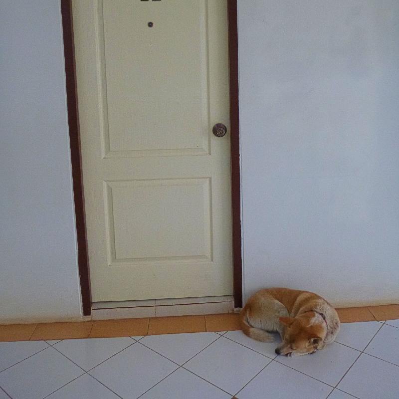 Dog and Door (Khon Kaen)