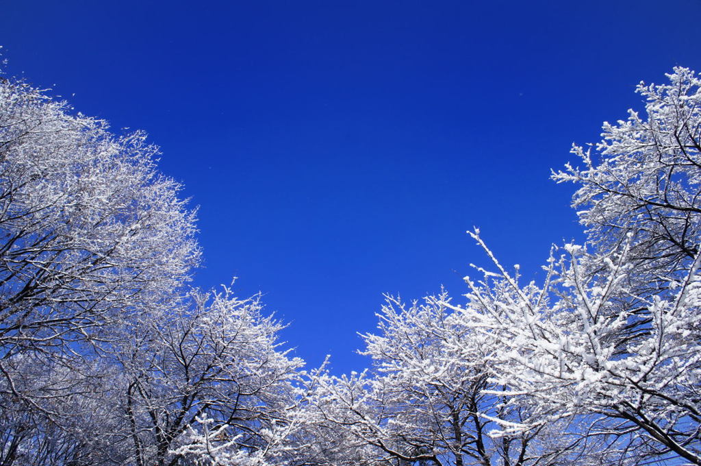 雪の華