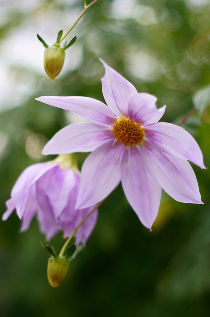 flower of winter