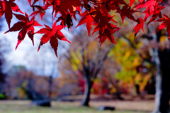 Red of autumn