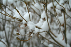 雪の花