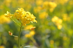 Yellow wind