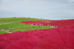 コキア