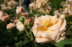 靭公園の薔薇　その六