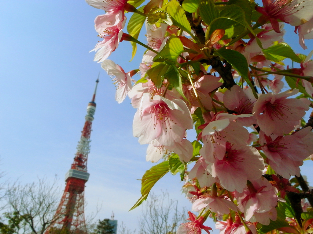 東京タワーとさくら