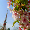 東京タワーとさくら