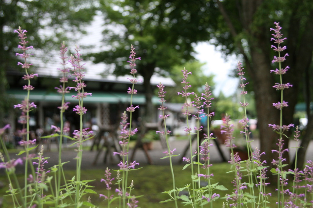 萌木の村の花③
