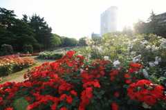 靭公園のバラ①