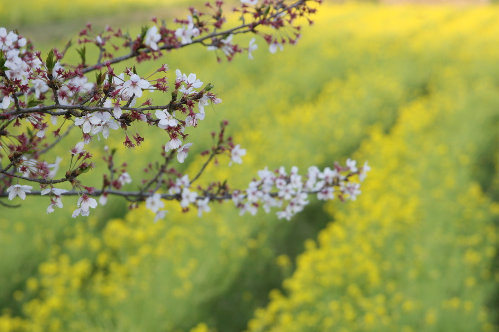 大御堂観音寺の桜と菜の花⑤