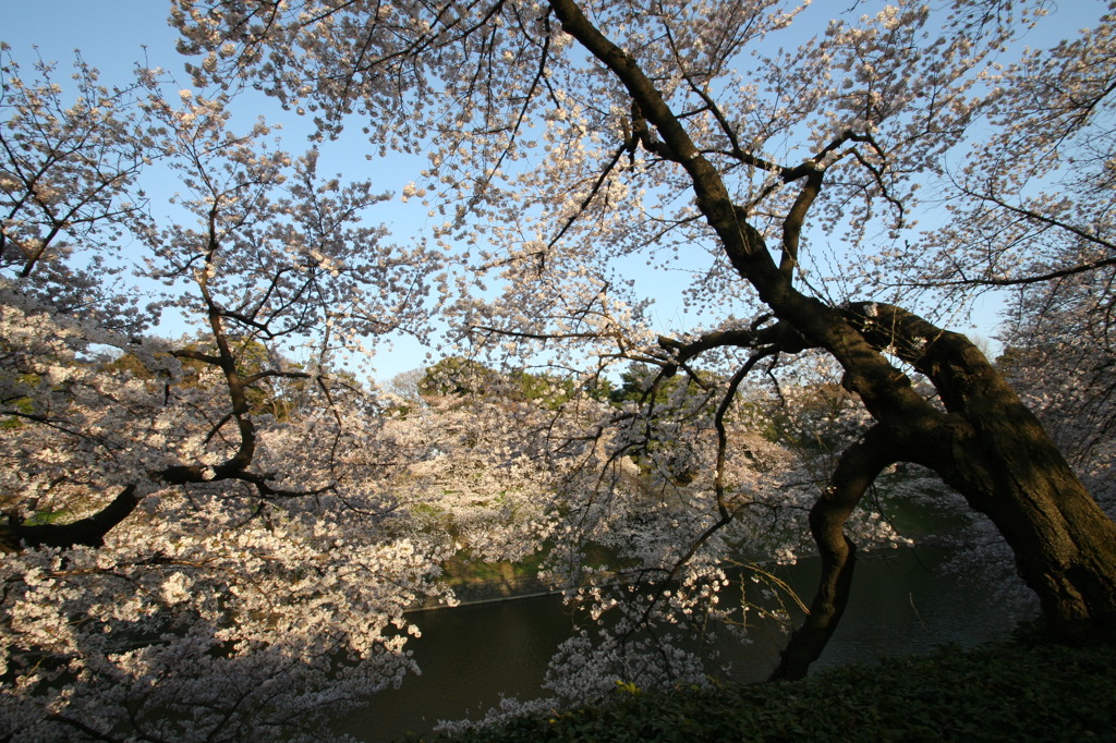 千鳥ヶ淵にて⑤