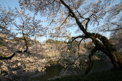 千鳥ヶ淵にて⑤