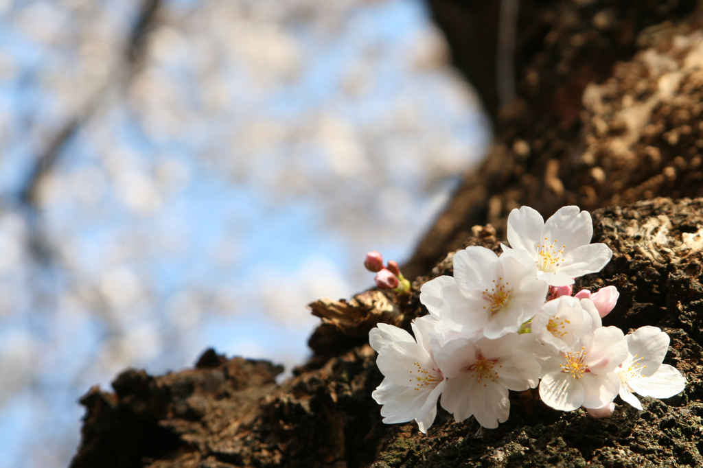 千鳥ヶ淵の桜②