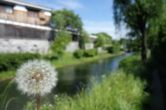 宇治川沿いのたんぽぽ