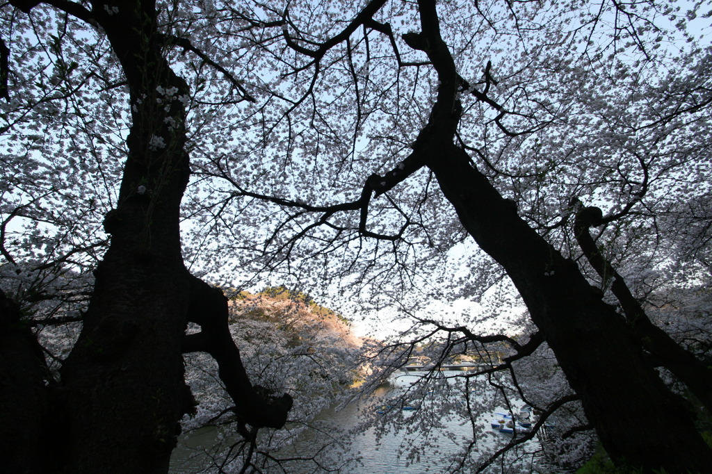 千鳥ヶ淵にて③