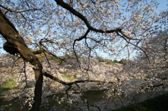 千鳥ヶ淵にて④