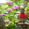 矢田寺のアジサイ①