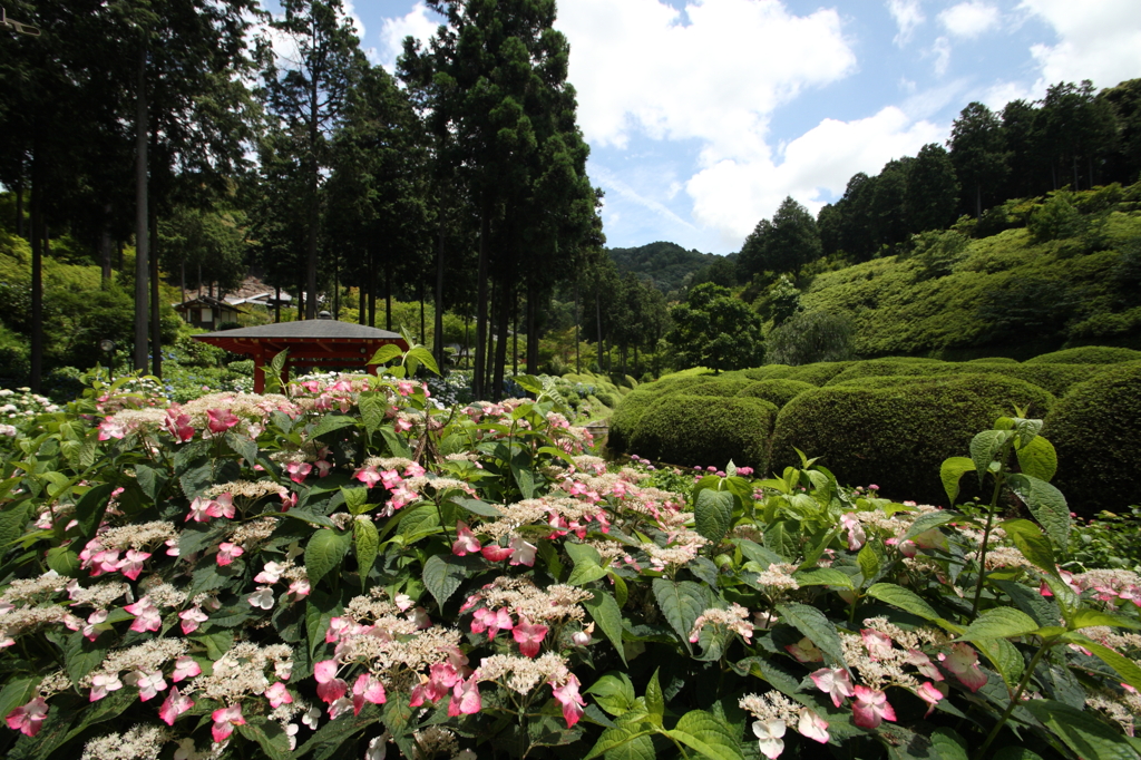 三室戸寺のアジサイ③