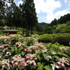 三室戸寺のアジサイ③