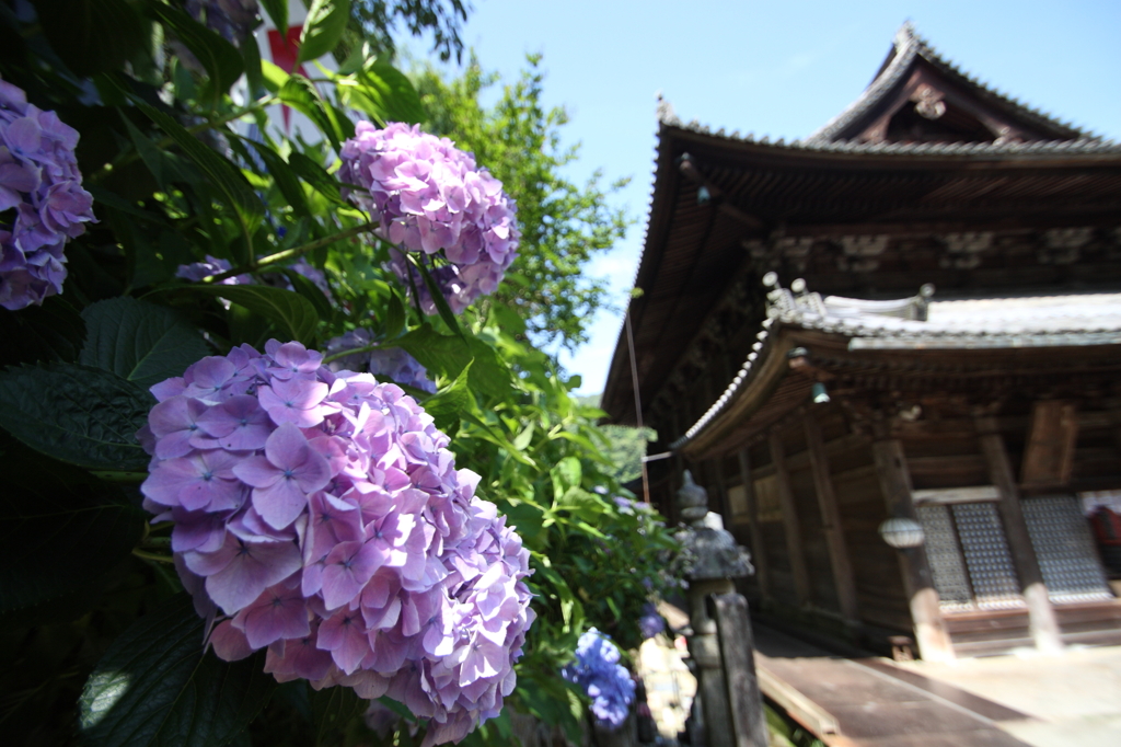 長谷寺のアジサイ②