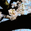 千鳥ヶ淵の桜①