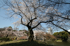 小石川後楽園のさくら②