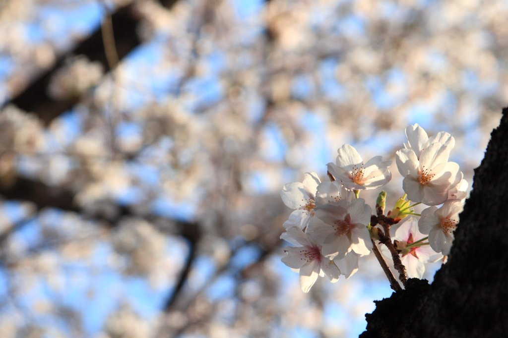 千鳥ヶ淵の桜④