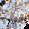 千鳥ヶ淵の桜④