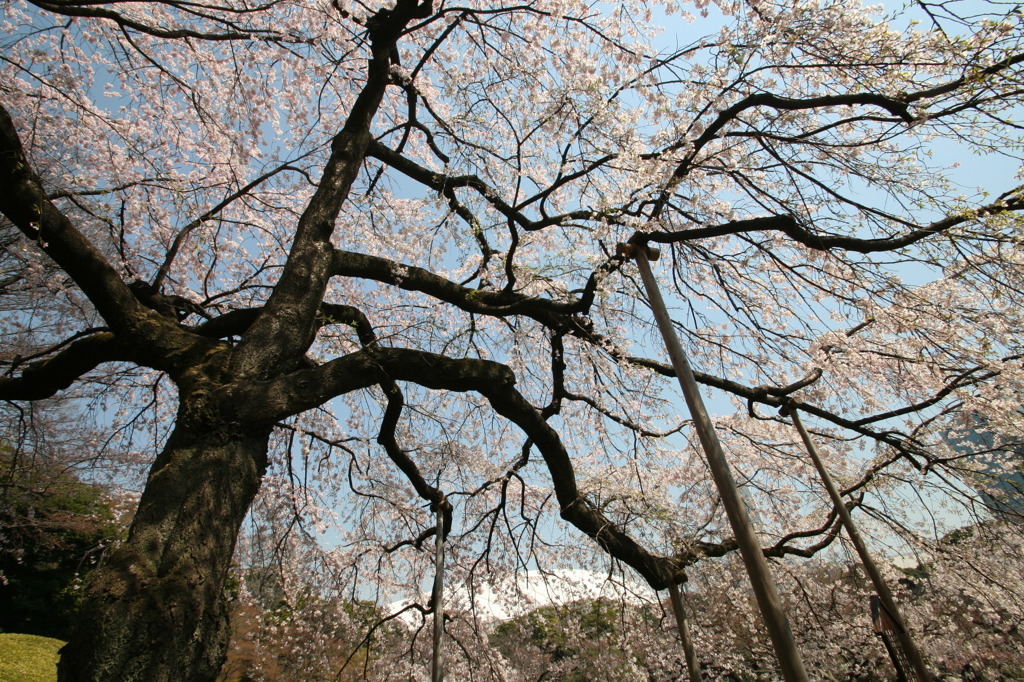 小石川後楽園にて⑧