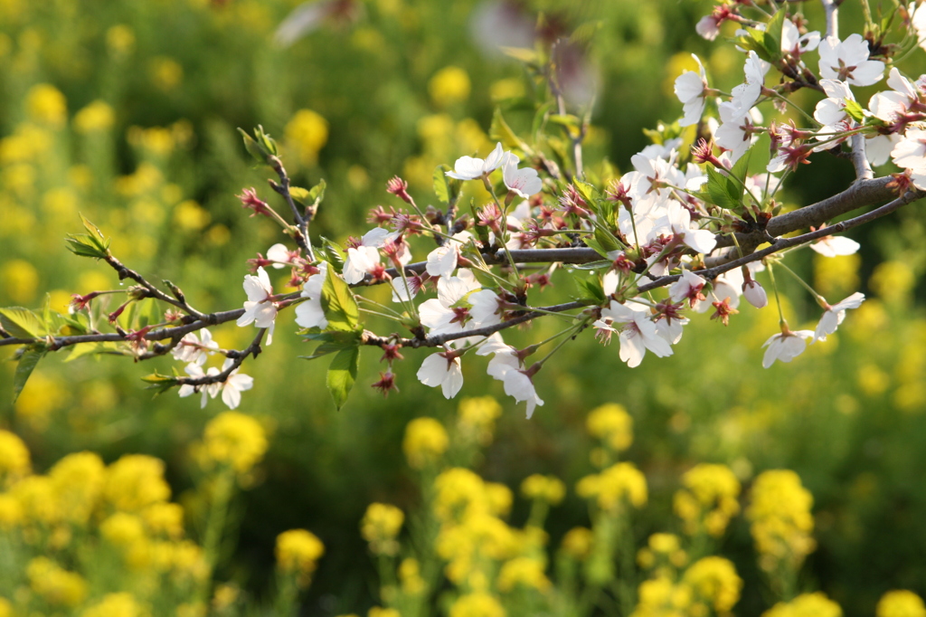 大御堂観音寺の桜と菜の花③