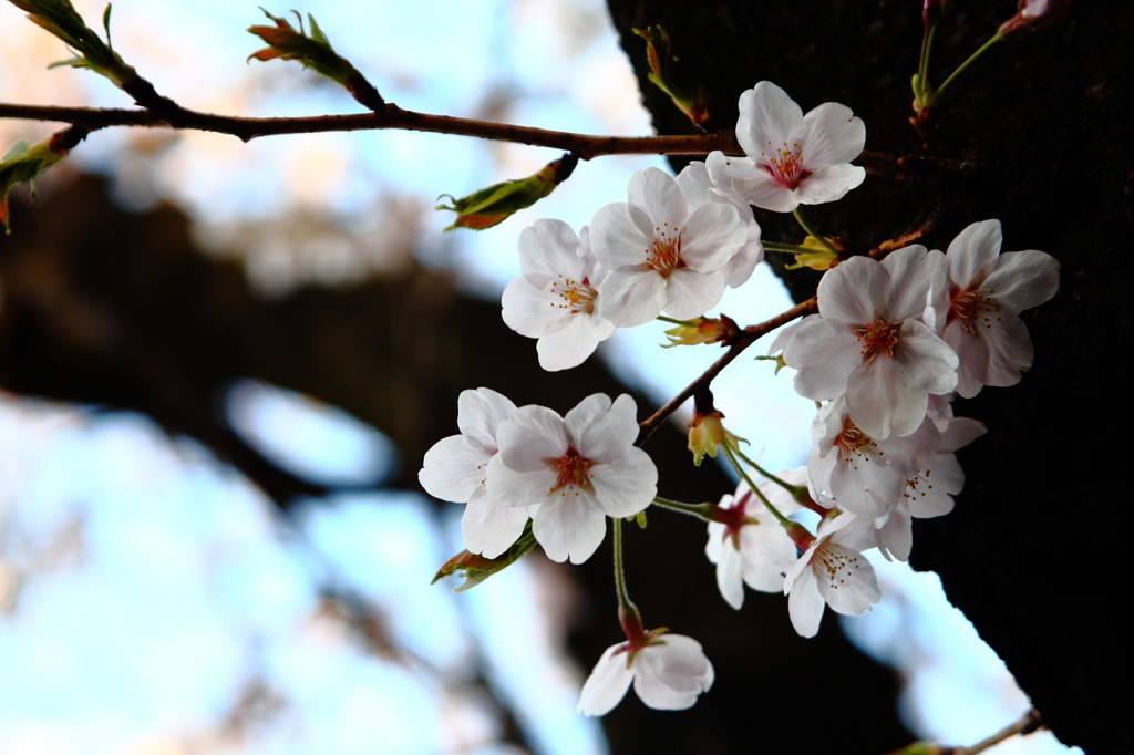 千鳥ヶ淵の桜③