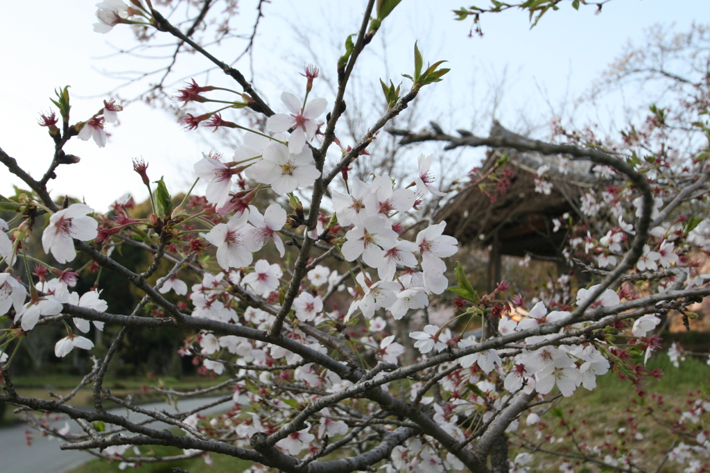 大御堂観音寺の桜①