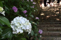 長谷寺のアジサイ①