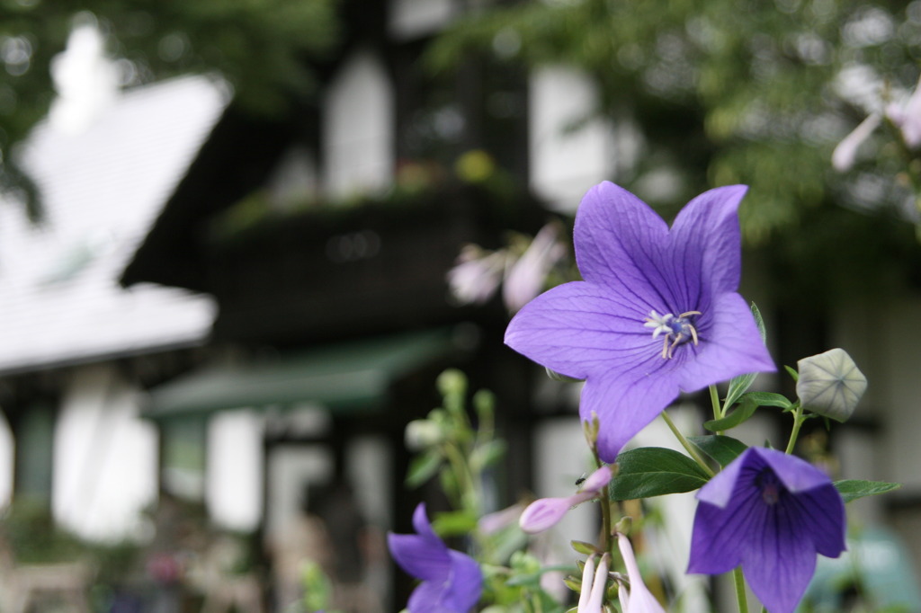 萌木の村の花④