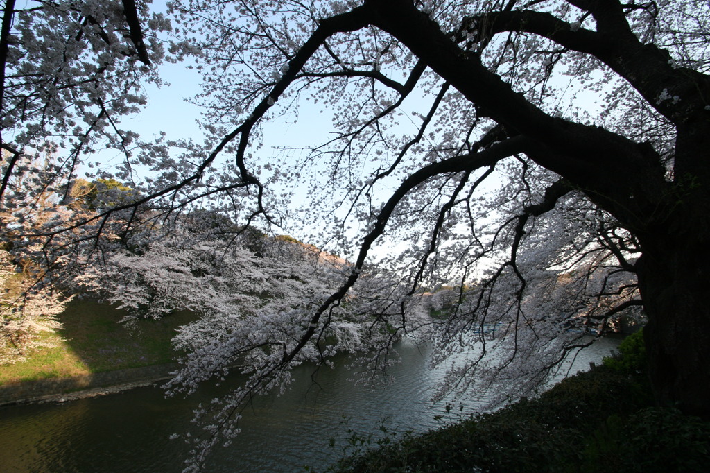 千鳥ヶ淵にて②