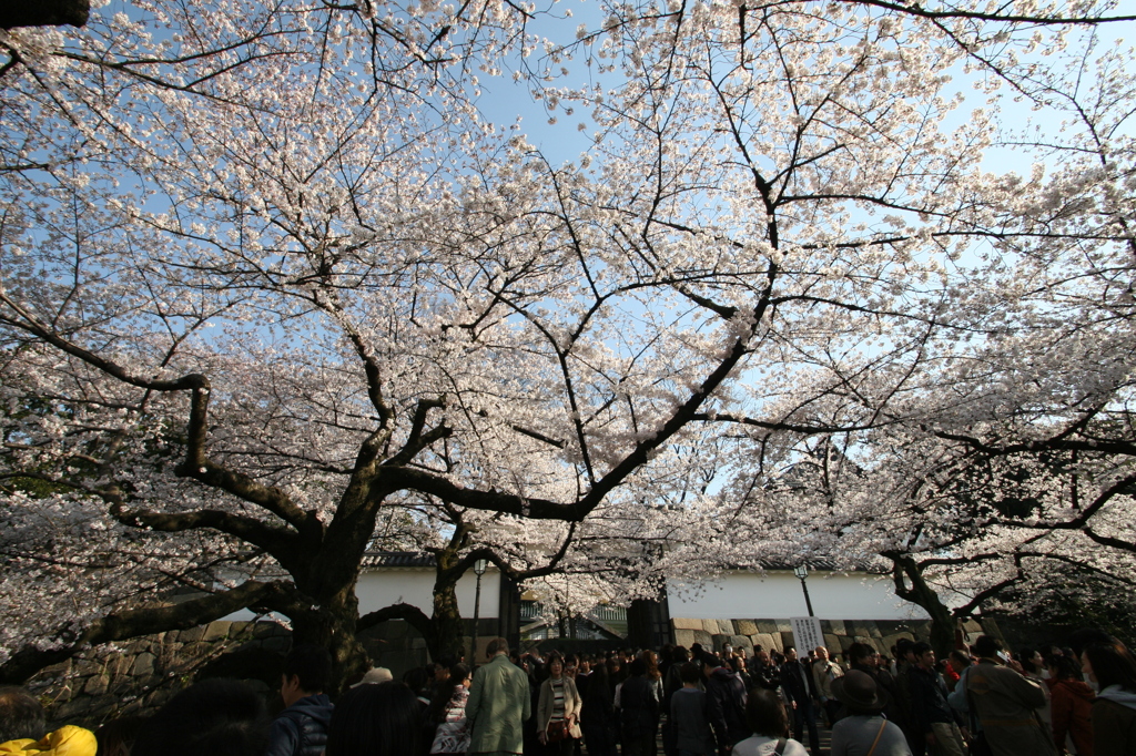 北の丸の桜