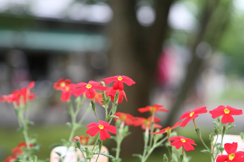 萌木の村の花②