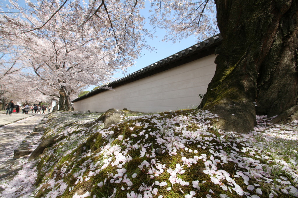 醍醐寺参道②