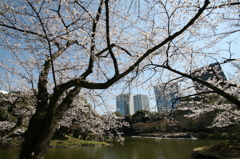 小石川後楽園のさくら①