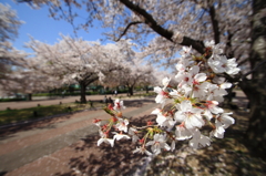 万博記念公園①