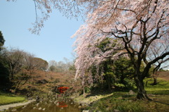 小石川後楽園にて⑨